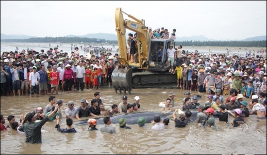 挖掘機(jī)挖水道送鯨魚回家